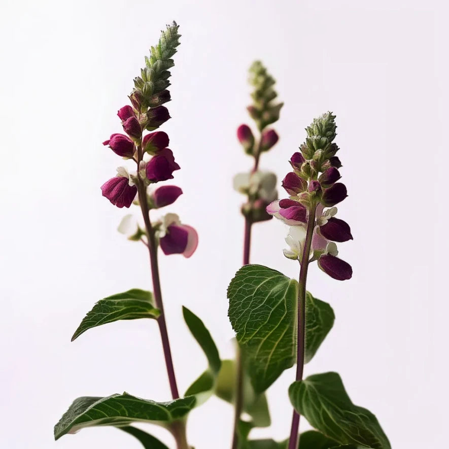 Shampoo Per Capelli Crespi E Iindisciplinati Anti Frizz Insight – 350/900 ml